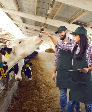 two farmers assessing a cow